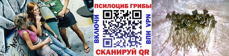 Галлюциногенные грибы Psilocybe  Мантурово 